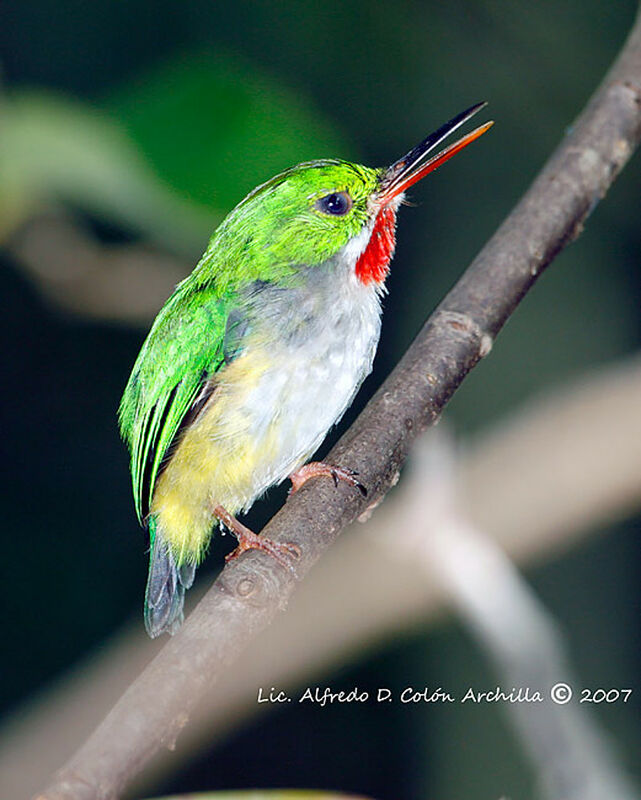 Puerto Rican Tody