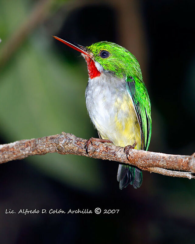 Puerto Rican Tody