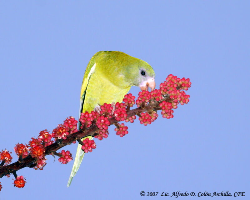 White-winged Parakeet