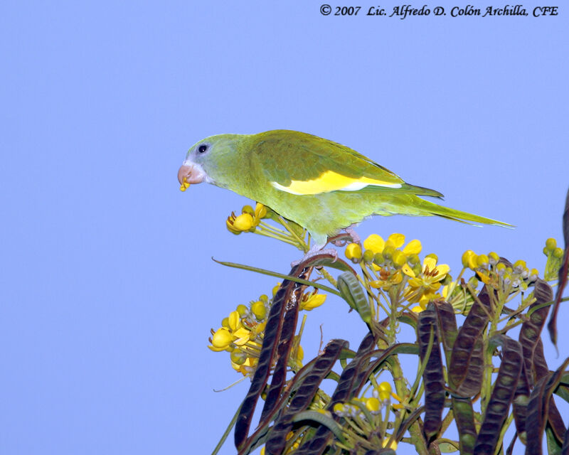 White-winged Parakeet