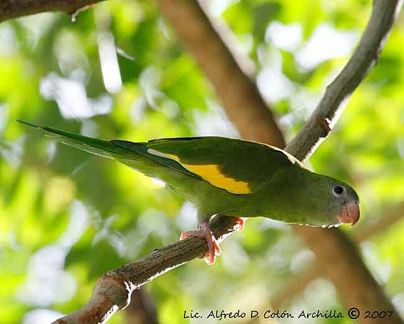 White-winged Parakeet