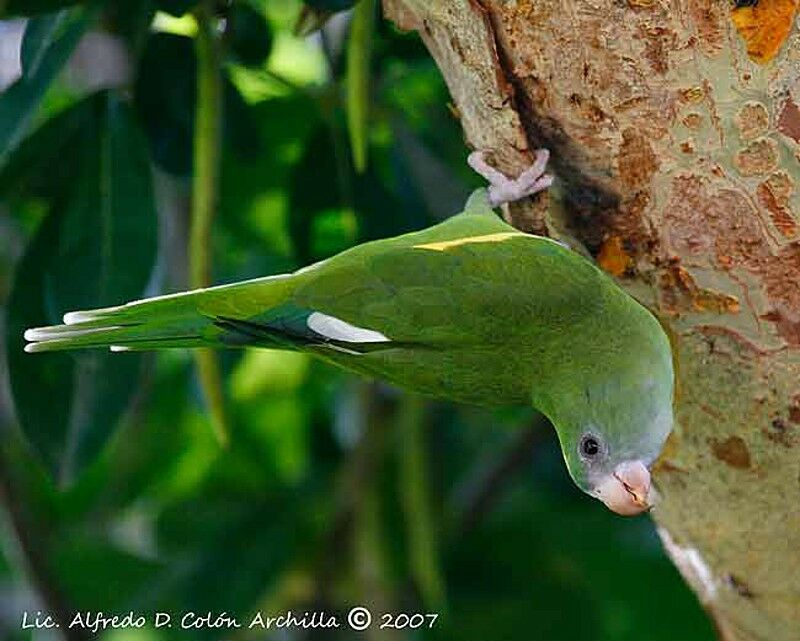 White-winged Parakeet