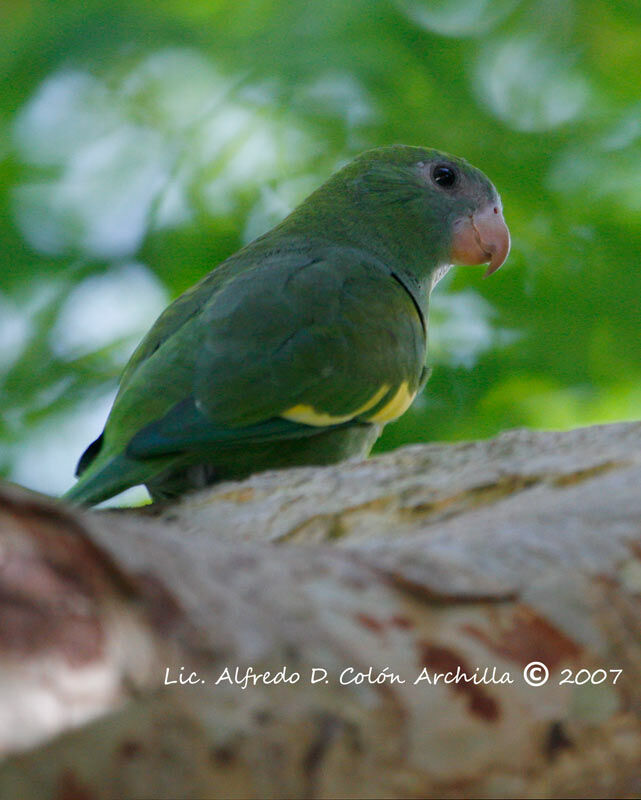 Toui à ailes variées