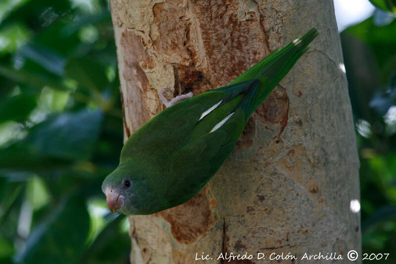 White-winged Parakeet