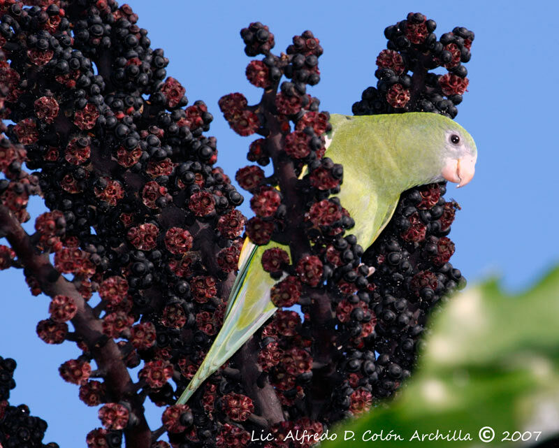 White-winged Parakeet