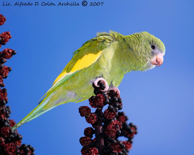 White-winged Parakeet