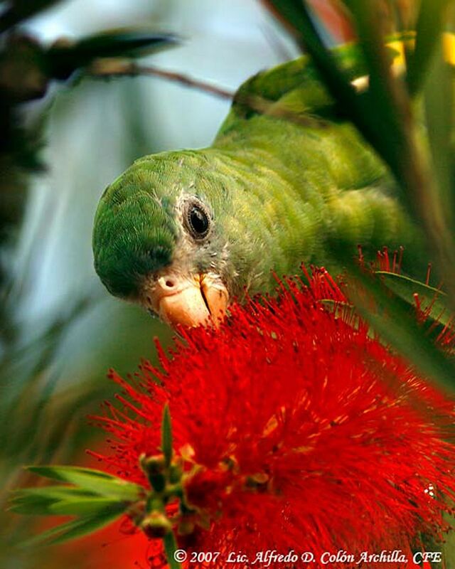 White-winged Parakeet