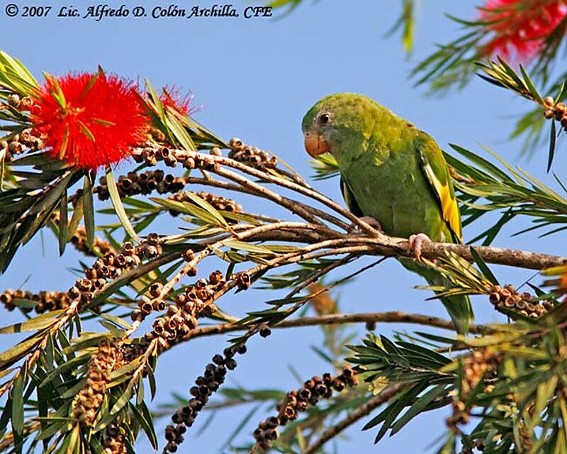 White-winged Parakeet