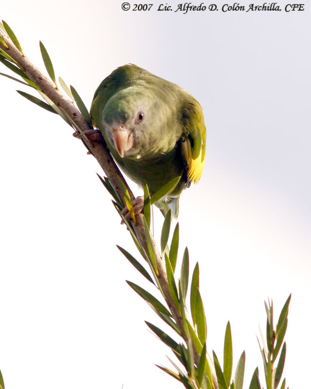 Toui à ailes variées