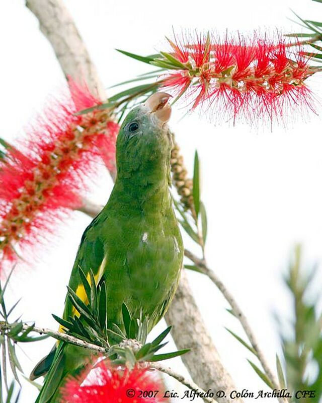 White-winged Parakeet