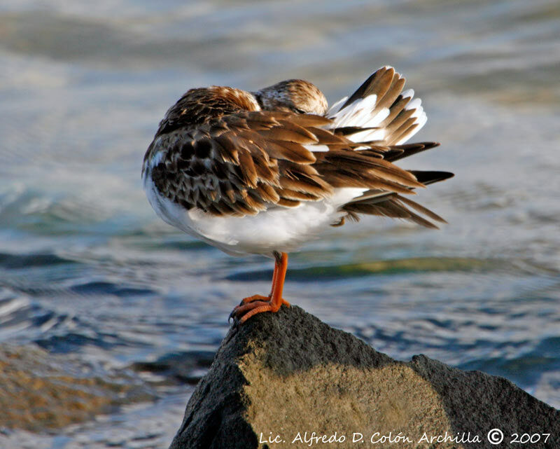 Ruddy Turnstone