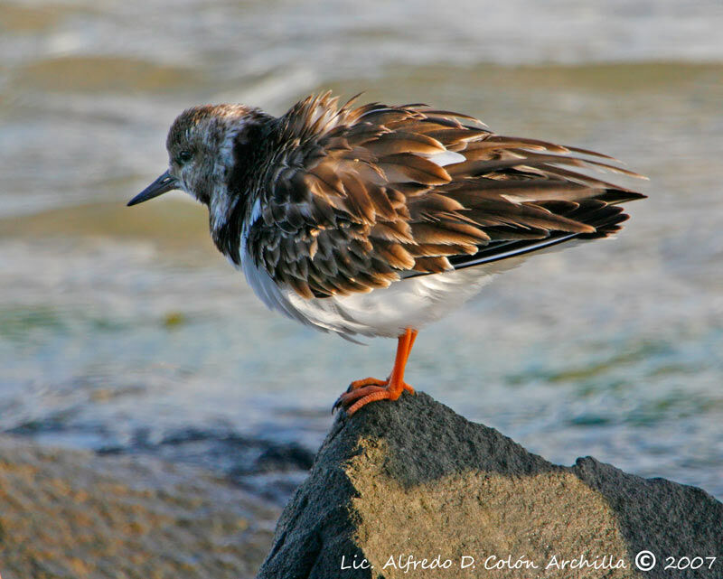 Ruddy Turnstone