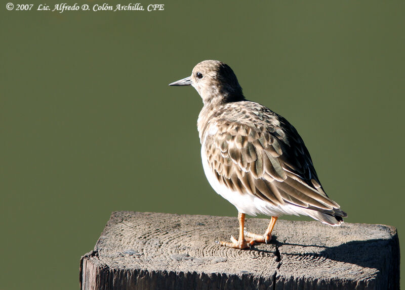 Ruddy Turnstone