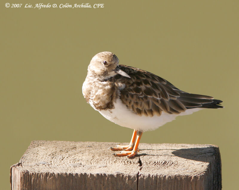 Ruddy Turnstone