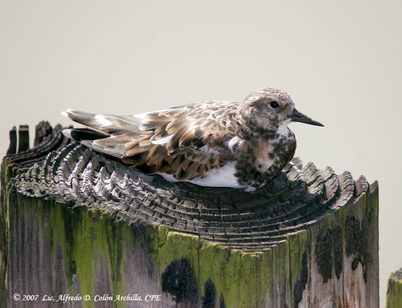 Ruddy Turnstone