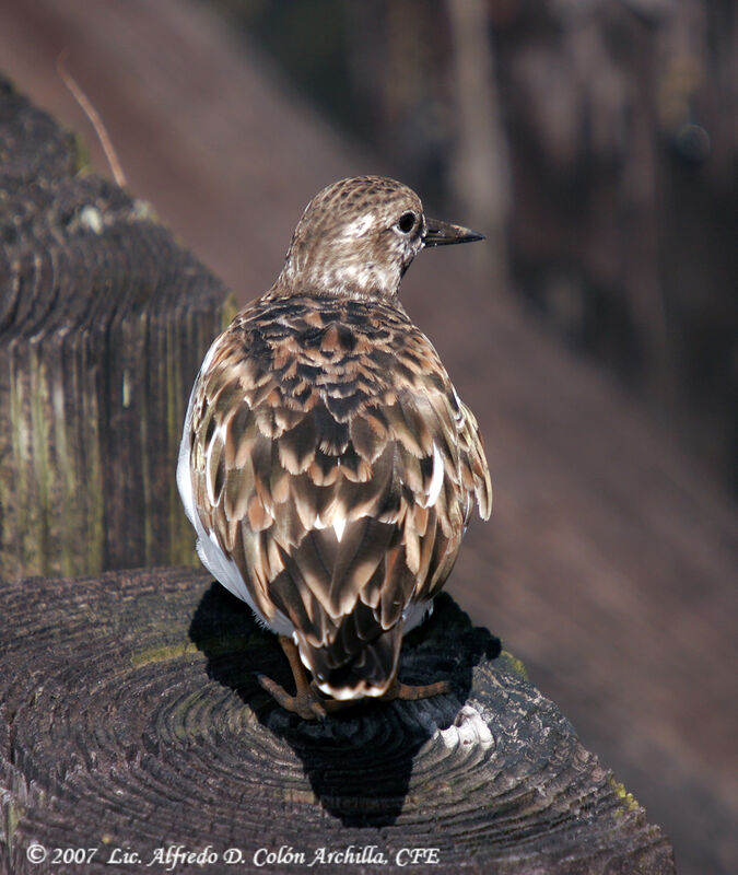 Ruddy Turnstone