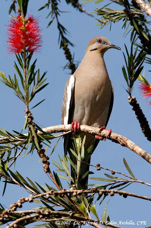 White-winged Dove