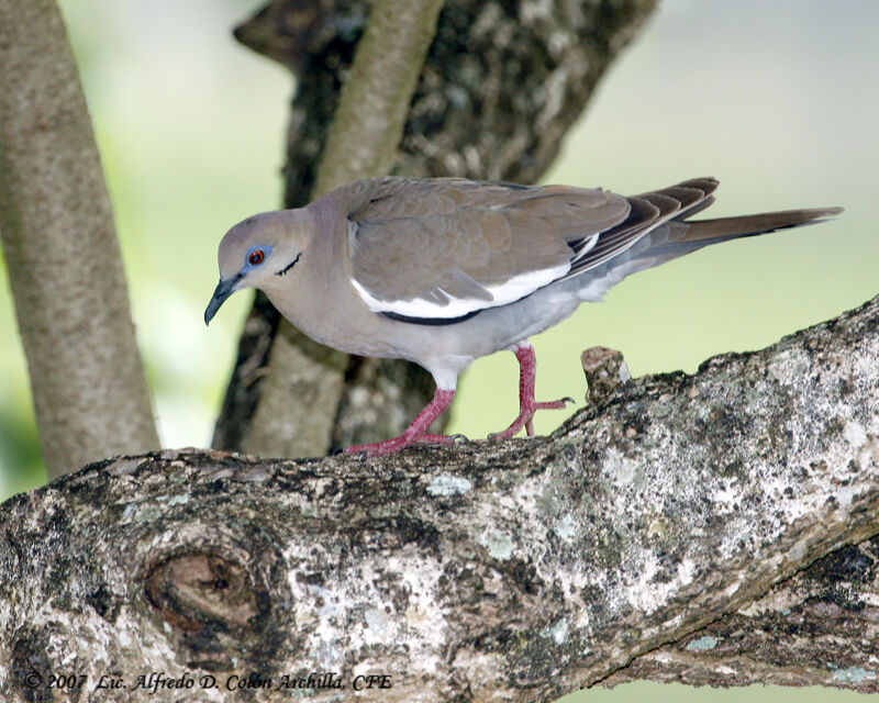 White-winged Dove