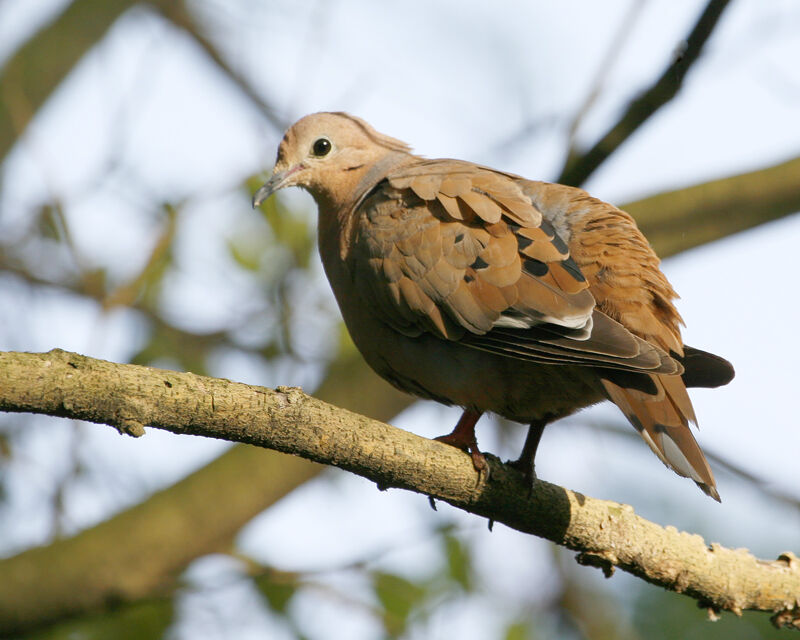 Zenaida Dove