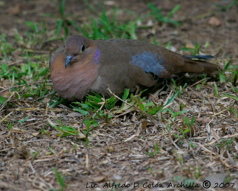 Zenaida Dove