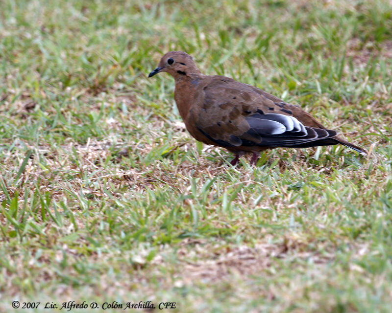 Zenaida Dove