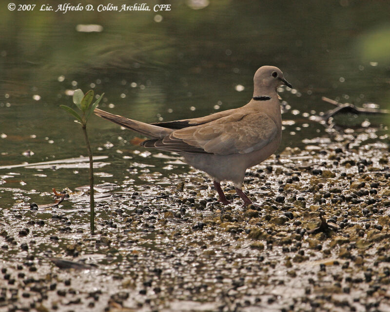 African Collared Dove