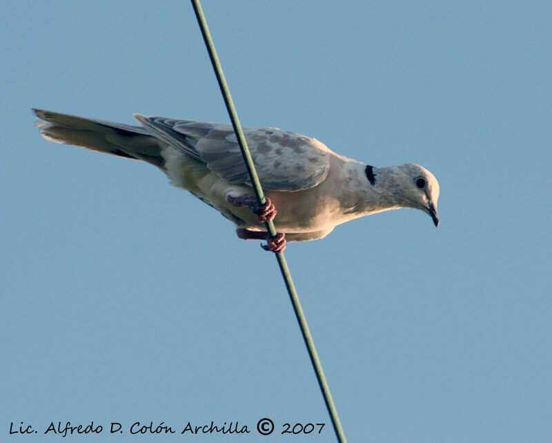 African Collared Dove