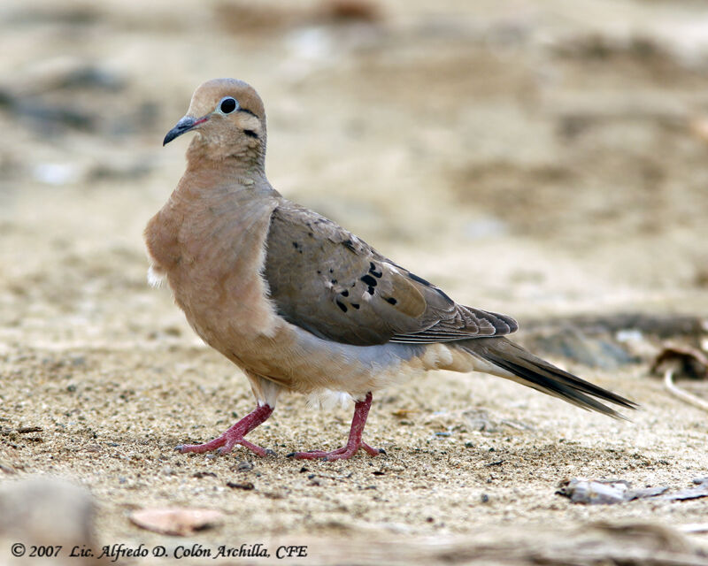 Mourning Dove