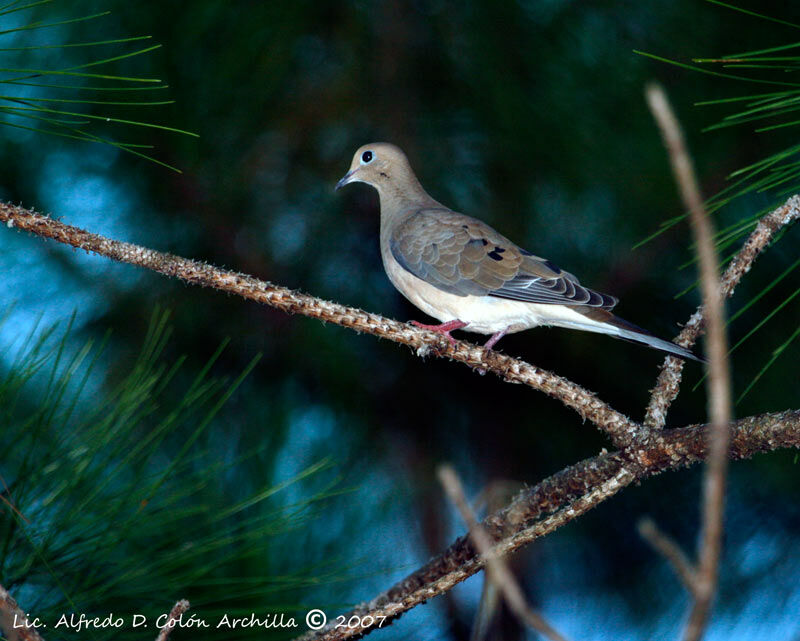 Mourning Dove