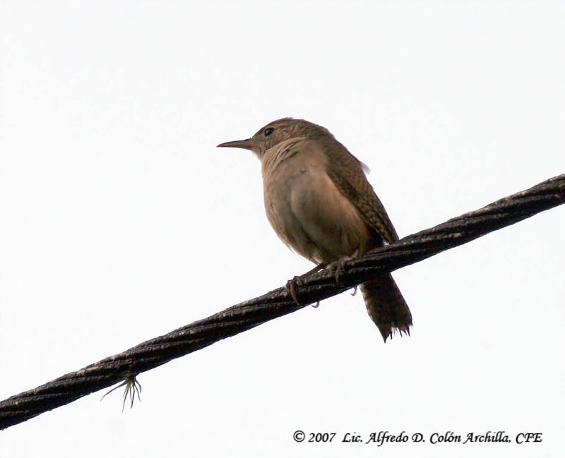 Southern House Wrenadult