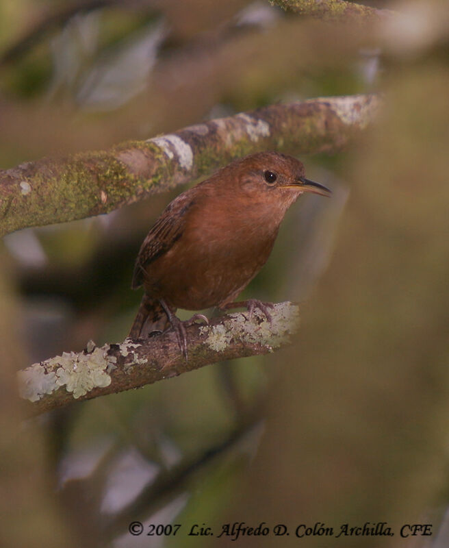 Southern House Wren