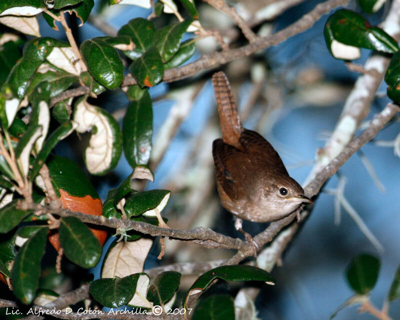 House Wren