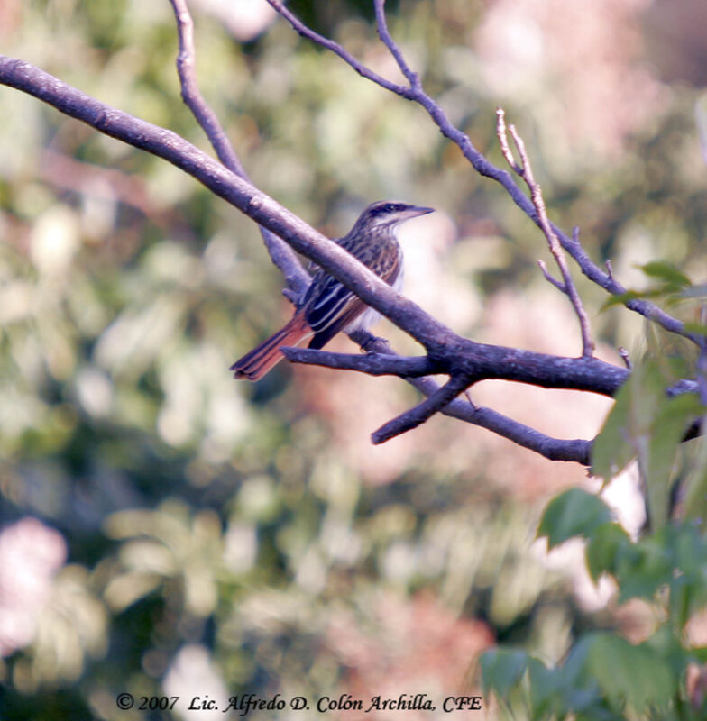 Streaked Flycatcher