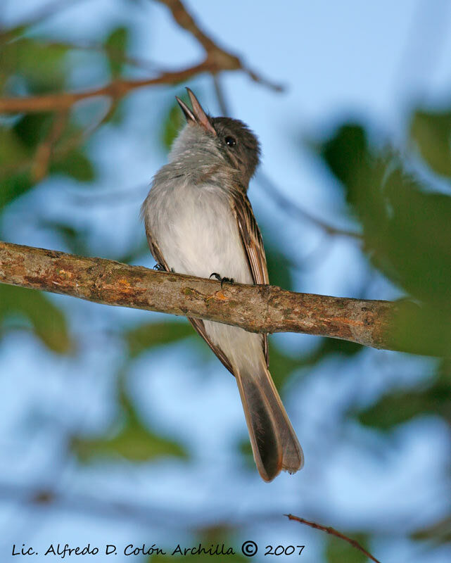 Puerto Rican Flycatcher