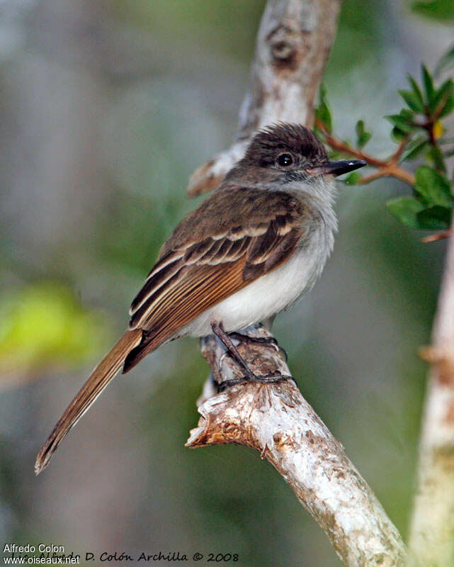 Puerto Rican Flycatcheradult, identification