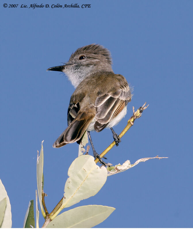 Puerto Rican Flycatcher