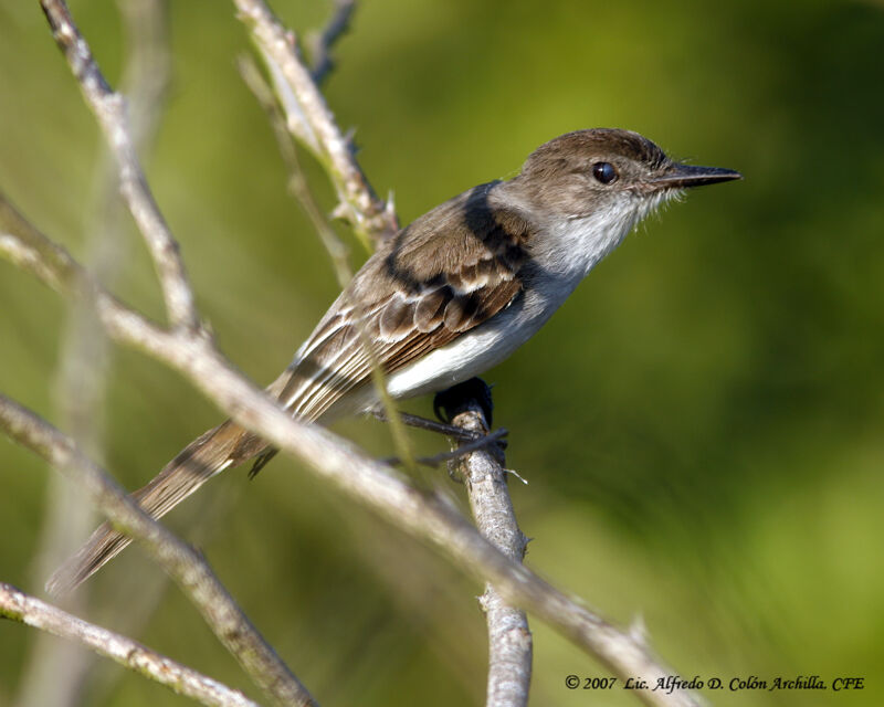 Puerto Rican Flycatcher