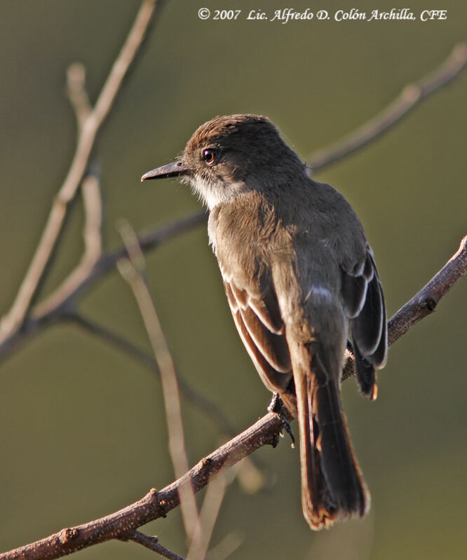 Puerto Rican Flycatcher