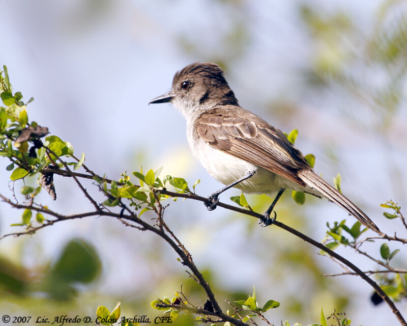 Puerto Rican Flycatcher