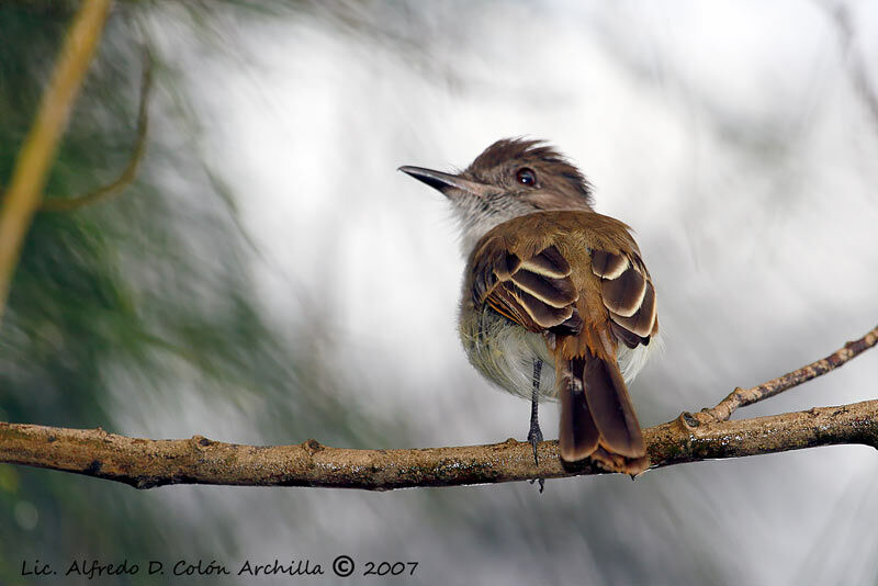 Puerto Rican Flycatcher