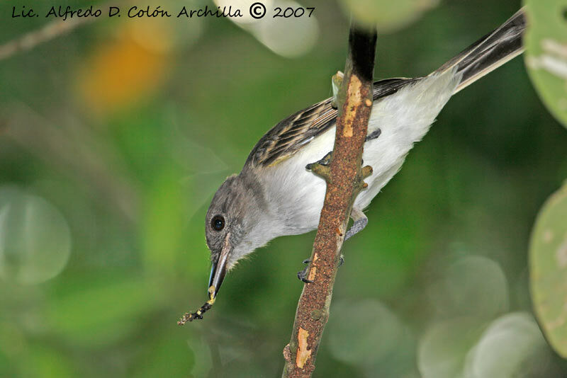 Puerto Rican Flycatcher