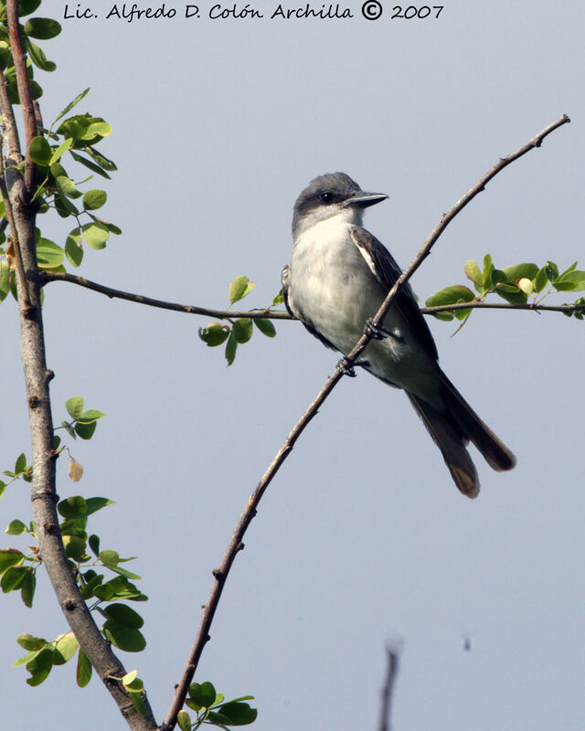 Grey Kingbird