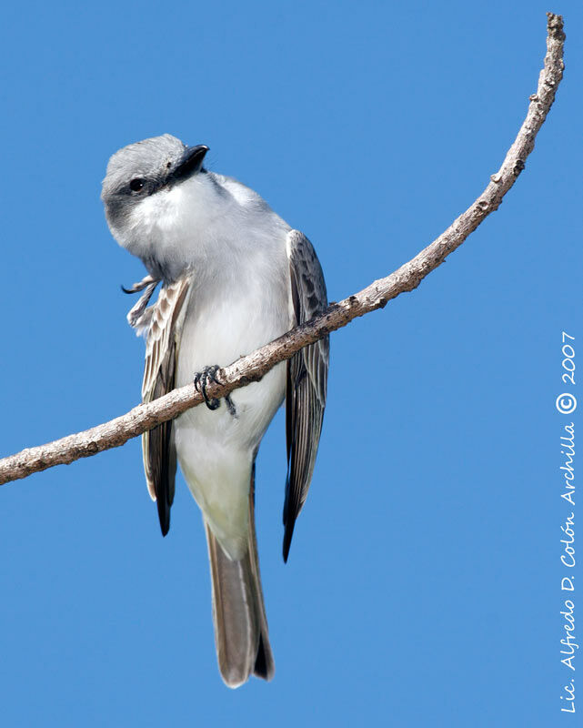 Grey Kingbird