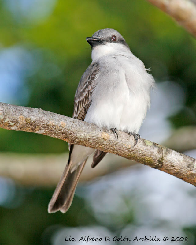 Grey Kingbird