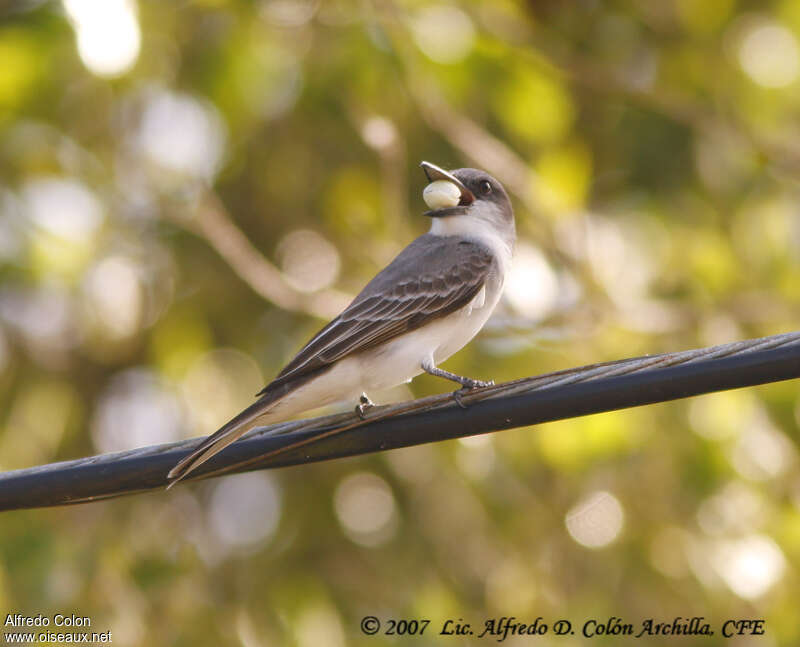 Grey Kingbird, feeding habits