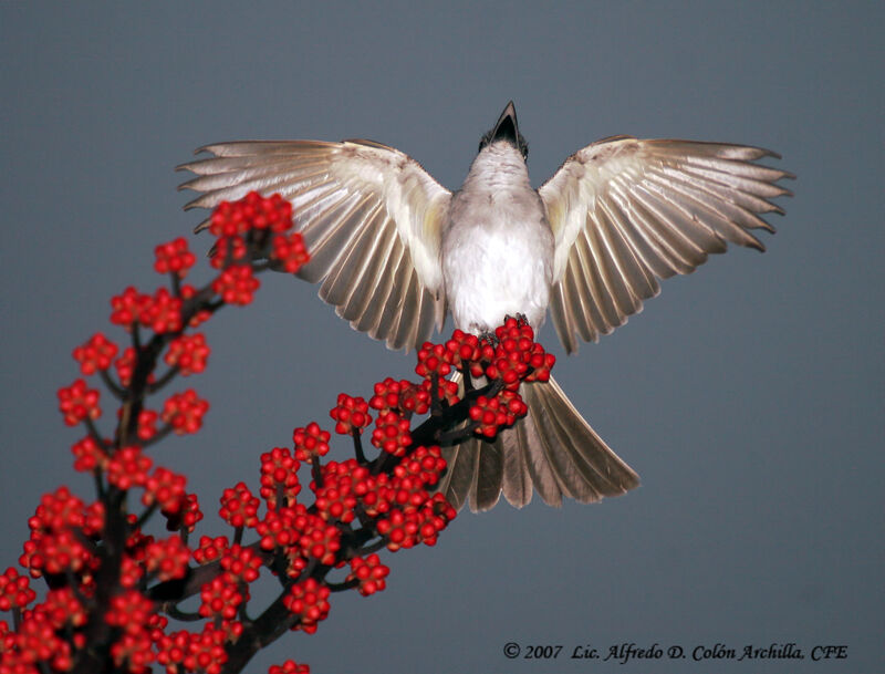 Grey Kingbird, Flight