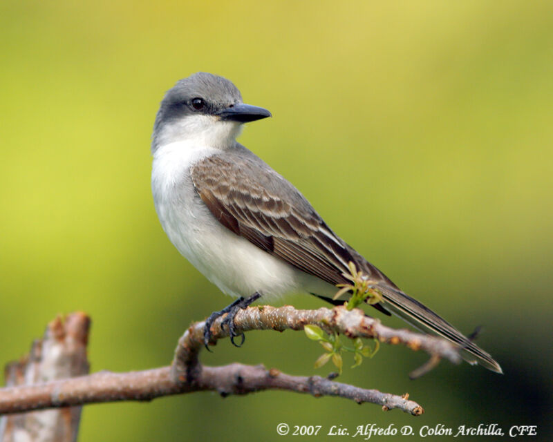 Grey Kingbird