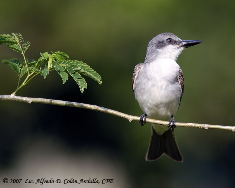 Grey Kingbird