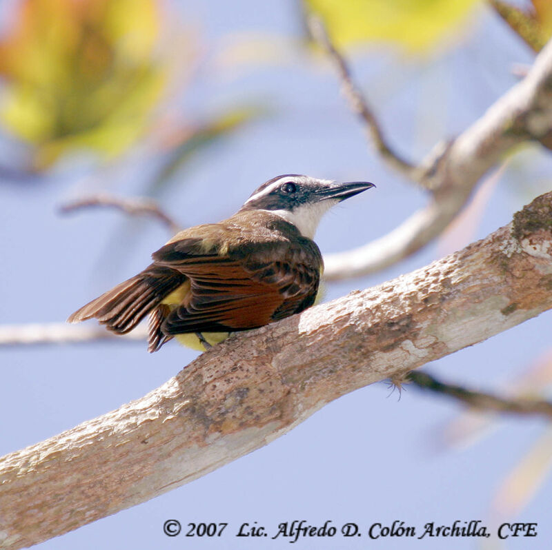 Great Kiskadee