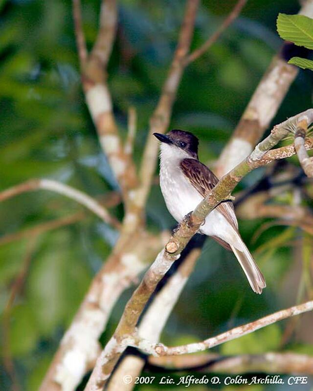 Loggerhead Kingbird